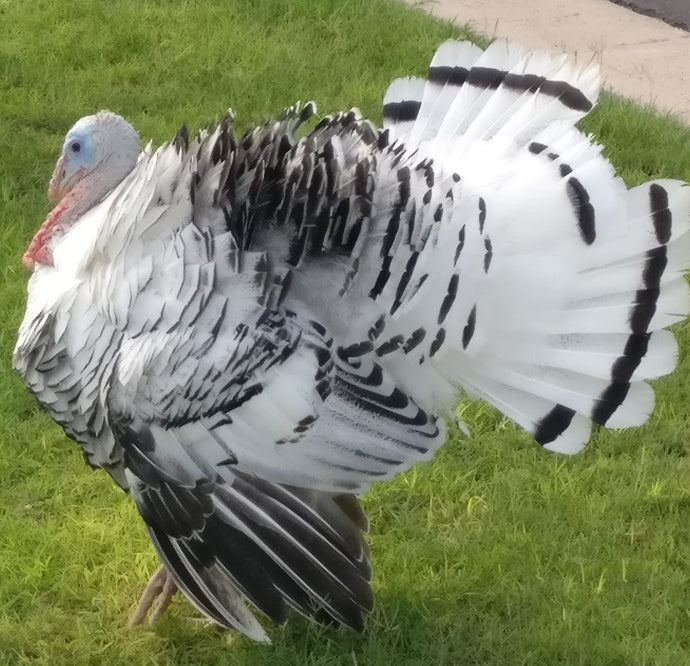 Raising and Free Ranging