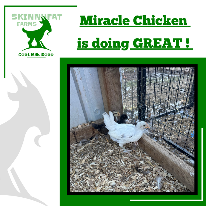 Update on our Miracle Chicken!