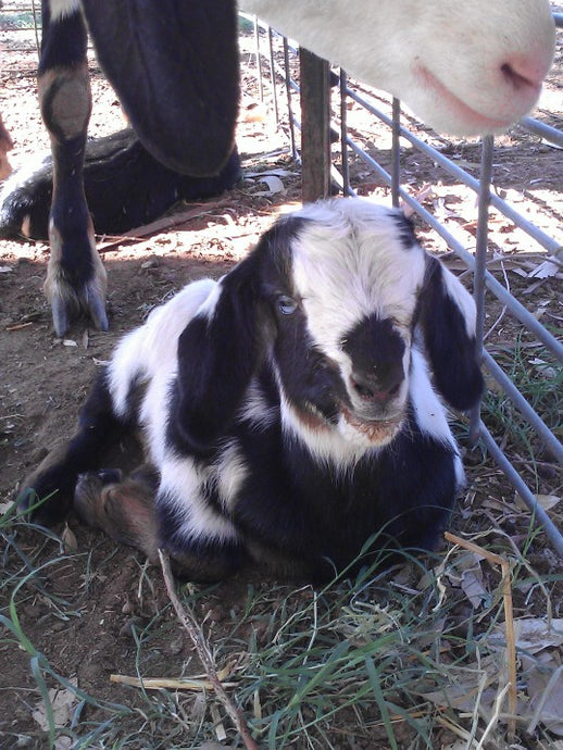 Baby Goats Are Coming!!!