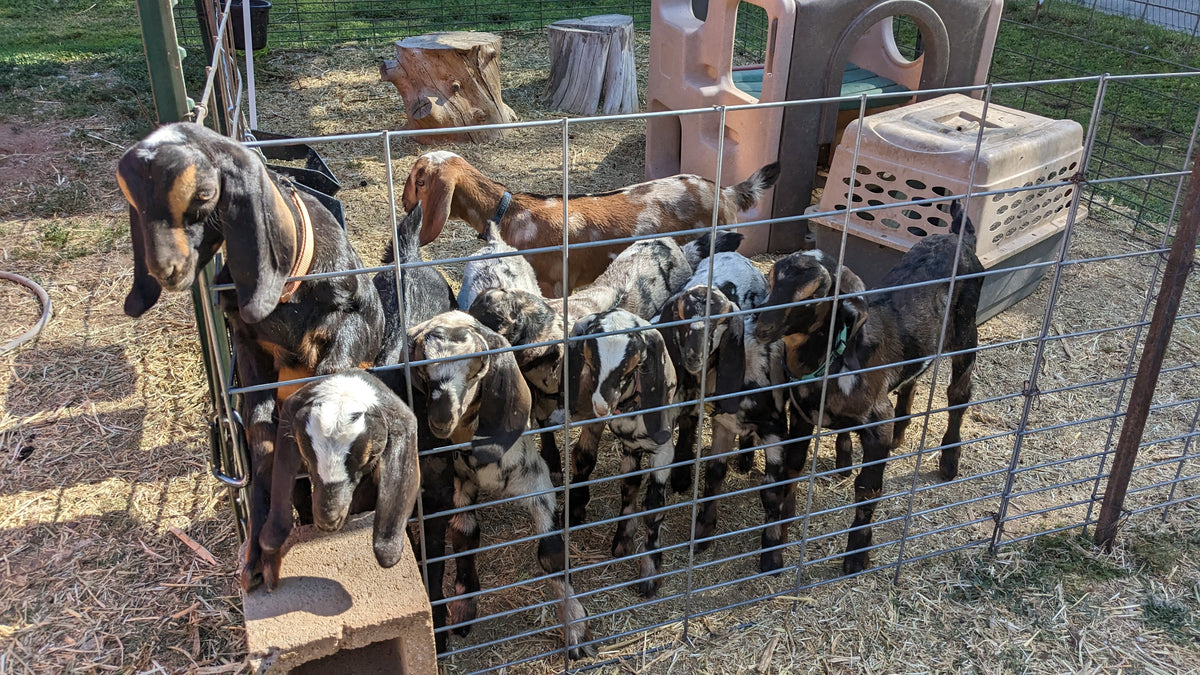 Baby Goats for Sale SkinnyFat Farms